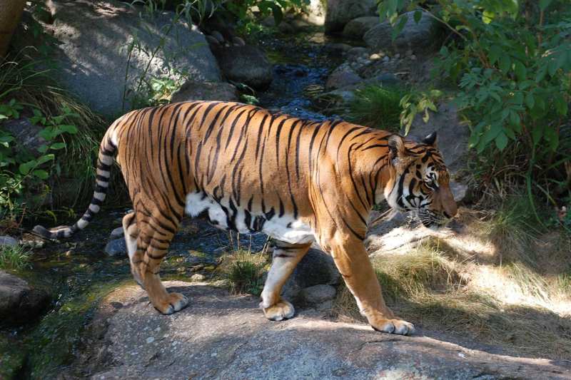 Khao Sok Jungle & Thailand Rainforest. Khao Sok National Park Wildlife