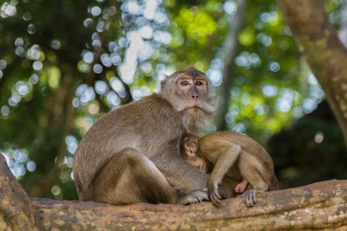 monkey travel thailand