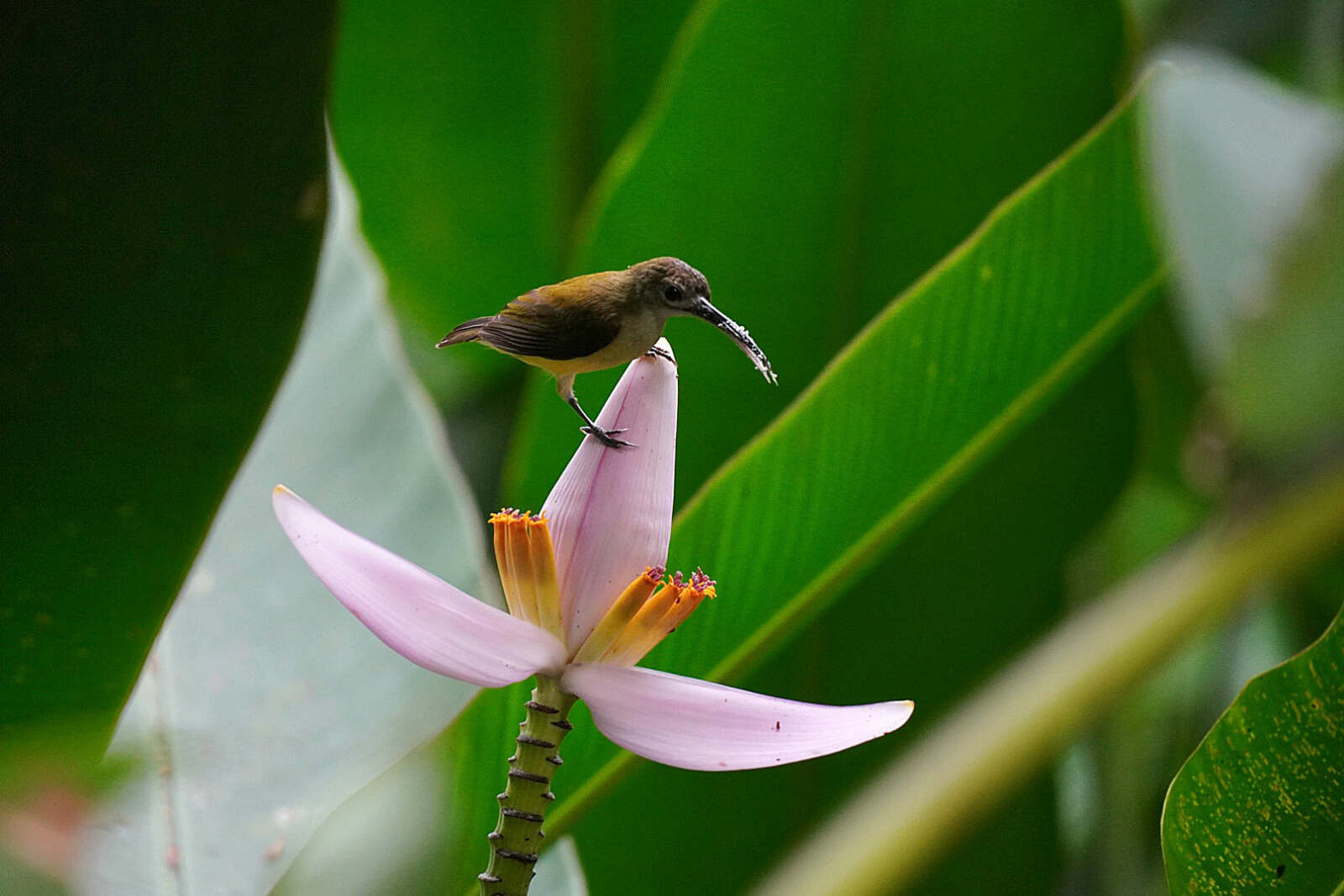 Riverside Cottages Nature Trail - Banana flower with bird