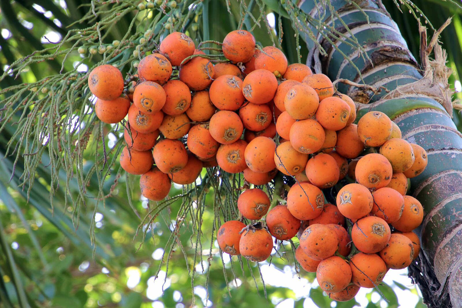 Riverside Cottages Nature Trail - Betel Nut Palm nuts