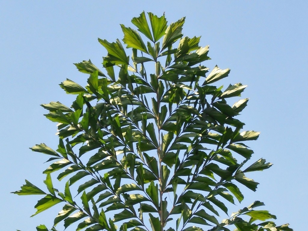 Fish-Tailed Palms