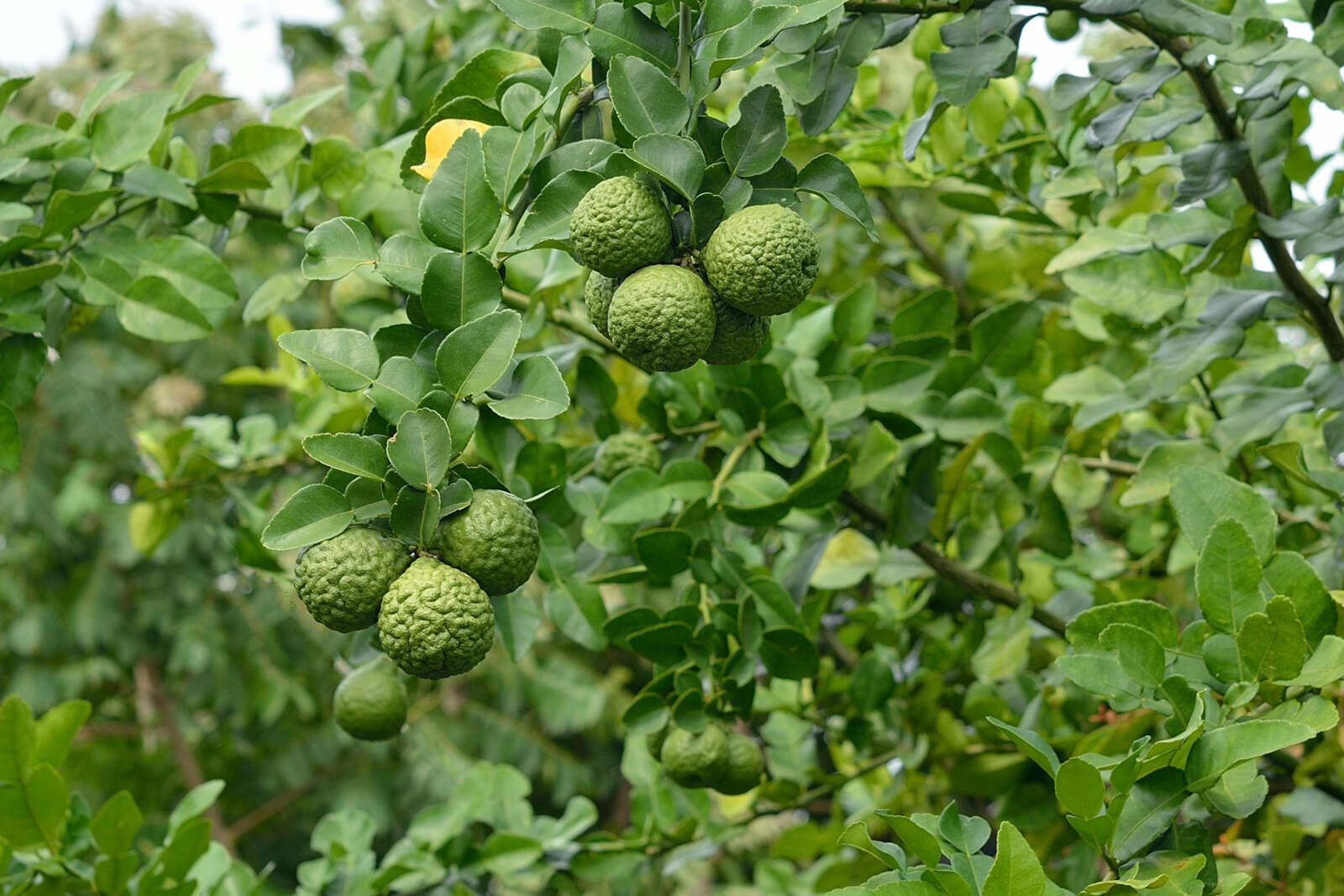 Kaffir Lime