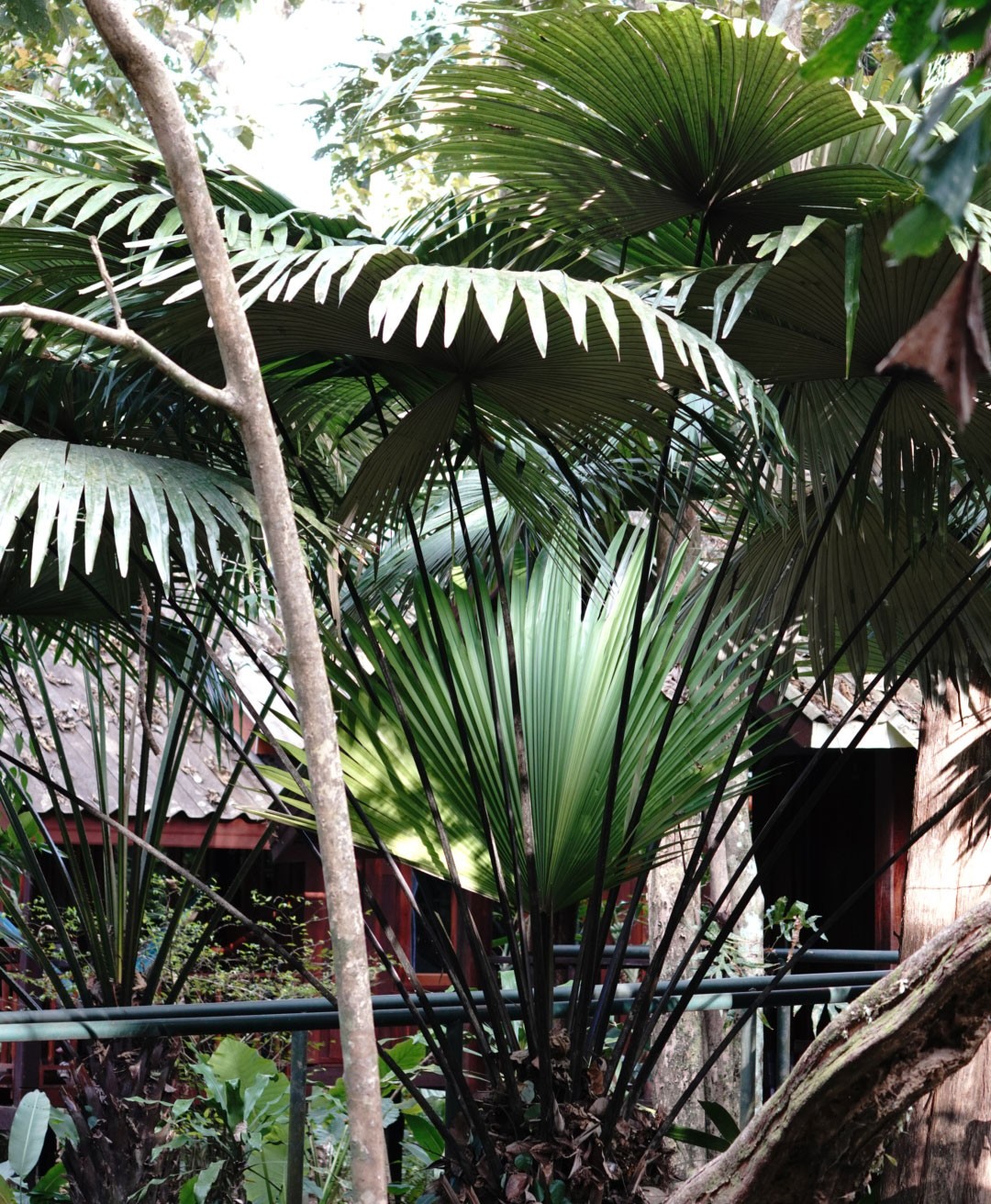 Riverside Cottages Nature Trail - White Backed Palm