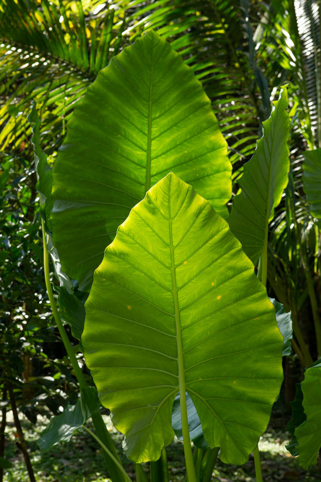 Riverside Cottages Nature Trail - Alocasia or Elephant Ear Plants