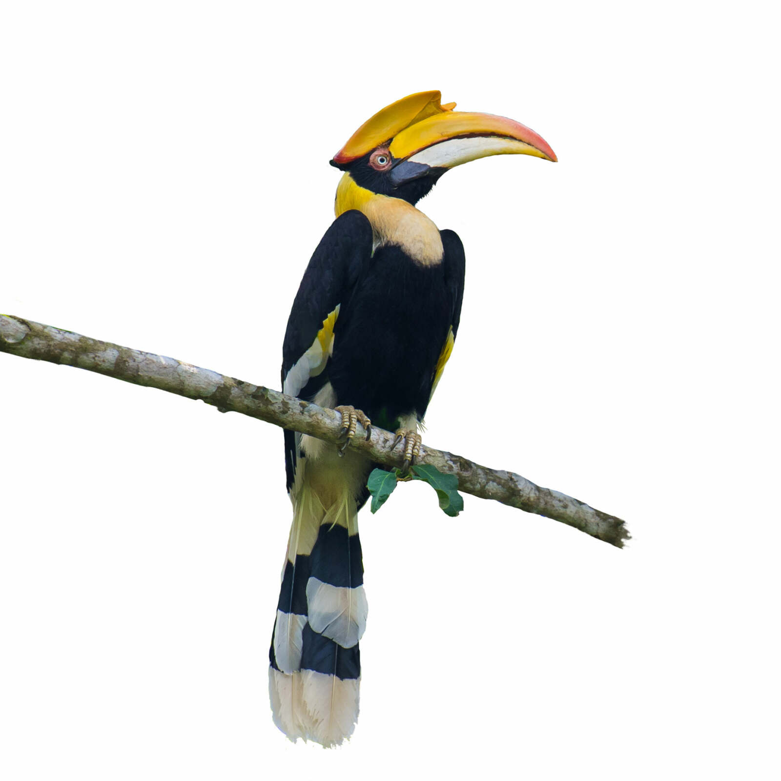 Hornbill cartoon