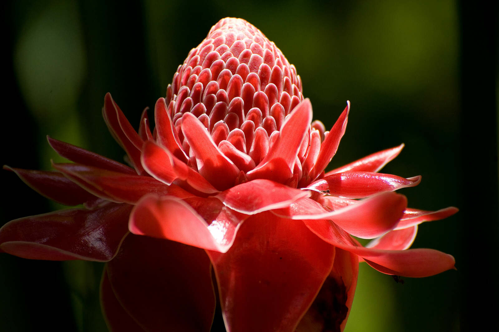 Riverside Cottages Nature Trail - Torch Ginger